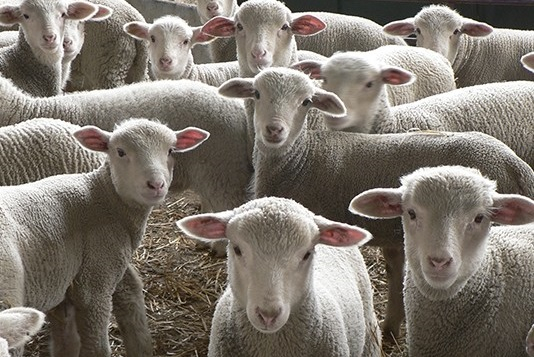 CyL afianza el programa de lucha contra maedi visna y artritis y encefacilitis caprina en el sector ovino y caprino