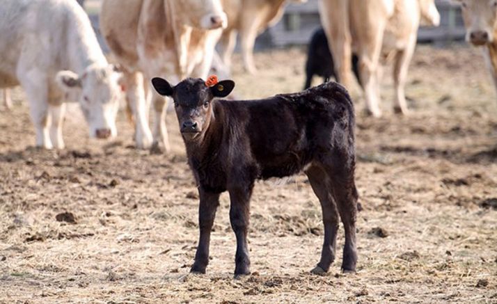 CyL lidera la producción de carne de vacuno española con 109.000 toneladas al año