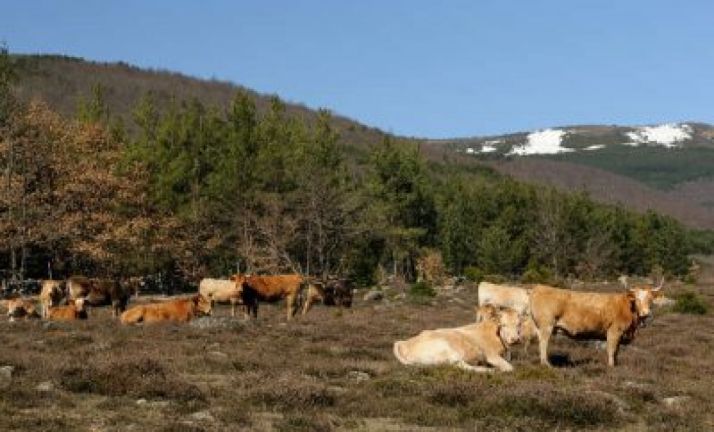 El saneamiento ganadero obtiene los mejores resultados de los últimos años