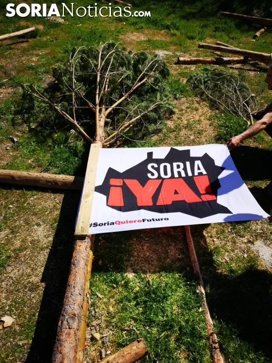 Foto 2 - El Pino Mayo de Navaleno permanece ya erguido con la banderola de 'Soria Ya'
