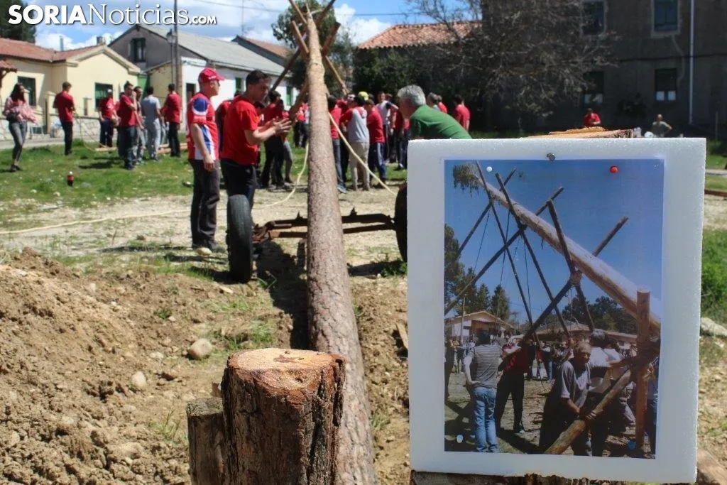 Foto 8 - El Pino Mayo de Navaleno permanece ya erguido con la banderola de 'Soria Ya'