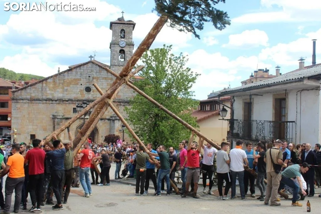 Pingada del Pino Mayo en San Leonardo.