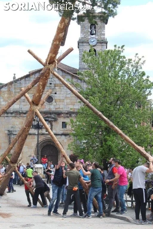 Pingada del Pino Mayo en San Leonardo.