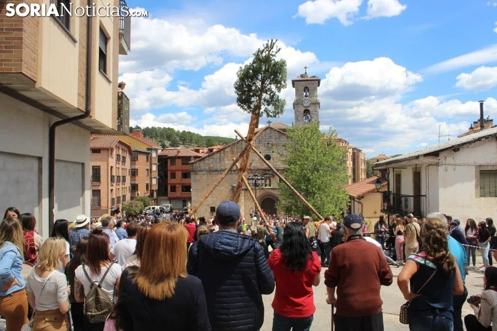 Pingada del Pino Mayo en San Leonardo.