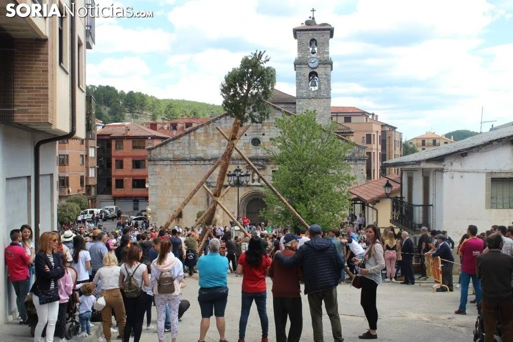 Pingada del Pino Mayo en San Leonardo.