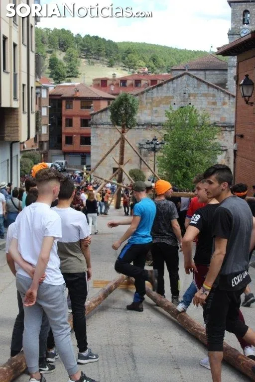 Pingada del Pino Mayo en San Leonardo.