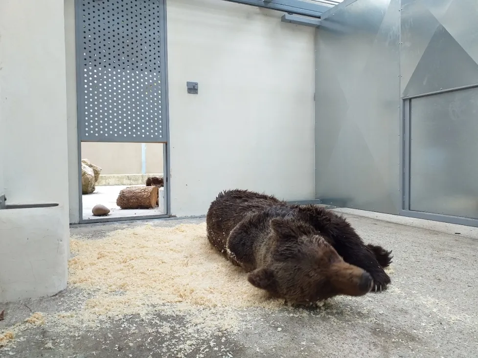 Foto 2 - La Junta rescata un oso herido en Le&oacute;n que ya se recupera Cantabria