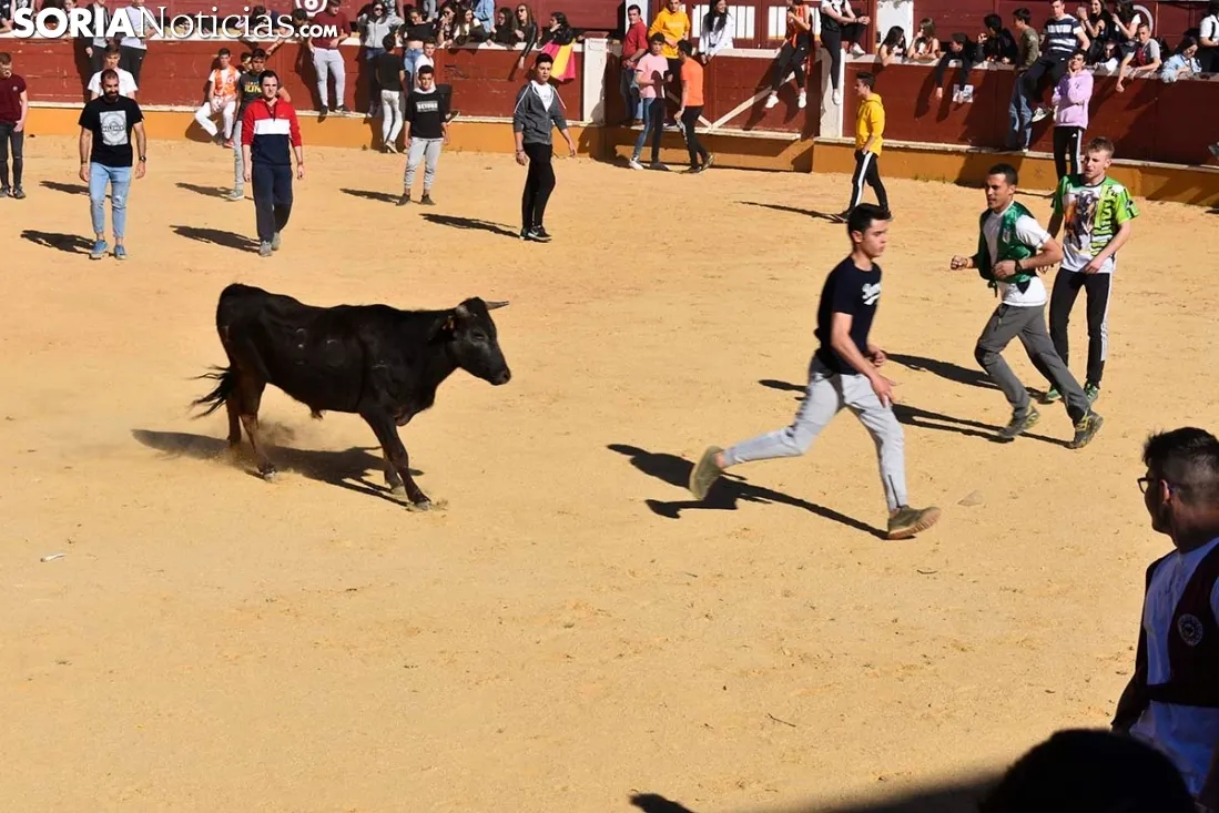 Suelta de vaquillas del Interpeñas 2019.