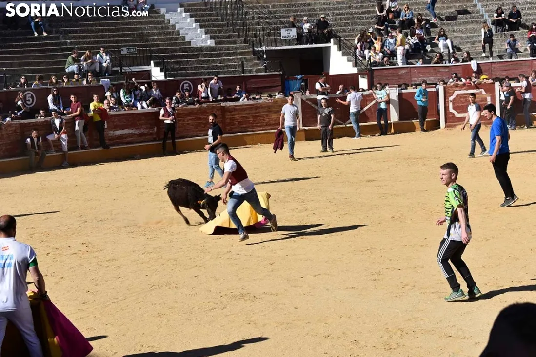 Suelta de vaquillas del Interpeñas 2019.