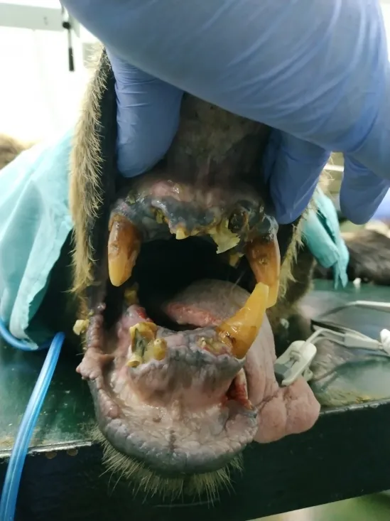 La dentadura del animal durante su observación. /Jta.