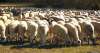 Foto 1 - Tres programas sanitarios para mejorar la competitividad de la cabaña ovina y caprina