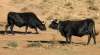 Foto 1 - Continúan las ayudas para la raza de la Vaca Serrana Negra