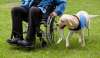 Un perro guía acompañando a una persona con discapacidad física. 