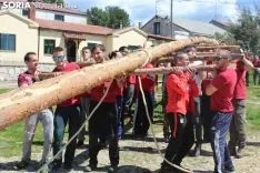 Foto 12 - El Pino Mayo de Navaleno permanece ya erguido con la banderola de 'Soria Ya'
