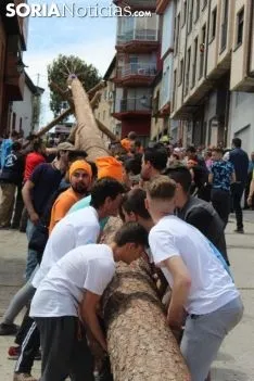 Pingada del Pino Mayo en San Leonardo.