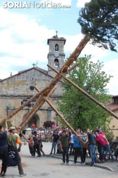 Pingada del Pino Mayo en San Leonardo.