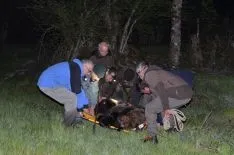 Foto 5 - La Junta rescata un oso herido en Le&oacute;n que ya se recupera Cantabria