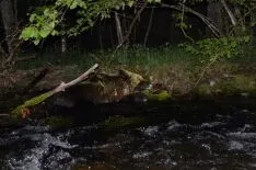 Foto 4 - La Junta rescata un oso herido en Le&oacute;n que ya se recupera Cantabria