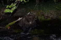 Foto 3 - La Junta rescata un oso herido en Le&oacute;n que ya se recupera Cantabria