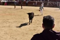 Suelta de vaquillas del Interpeñas 2019.