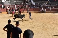Suelta de vaquillas del Interpeñas 2019.
