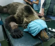 El animal, en su internamiento en Cantabria. /Jta.