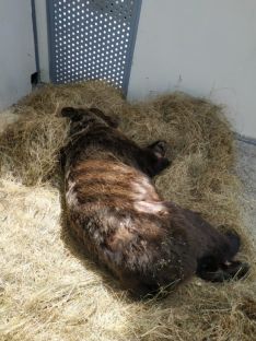 El animal, en su internamiento en Cantabria. /Jta.