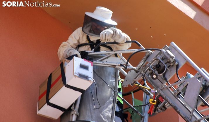 Un bombero retirando un enjambre en Juan Antonio Simón el año pasado. /SN