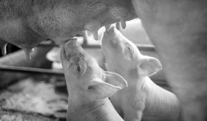 Dos lechones amamantando de su madre en una explotación porcina. 