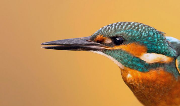 Un ejemplar de martín pescador. 