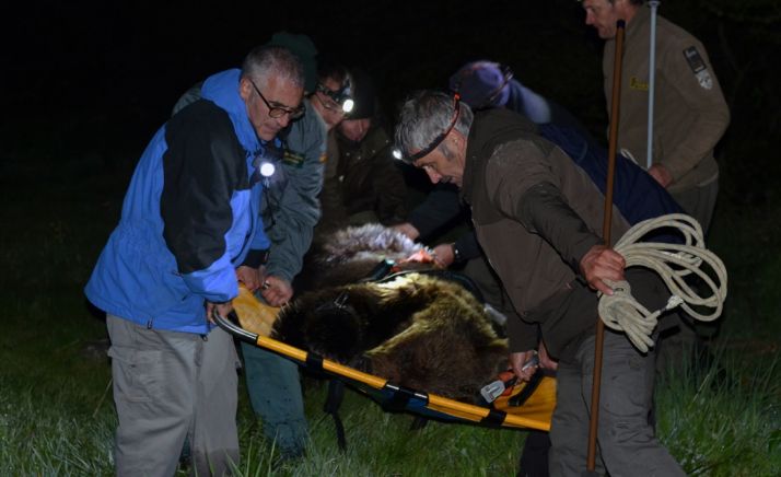 La Junta rescata un oso herido en Le&oacute;n que ya se recupera Cantabria