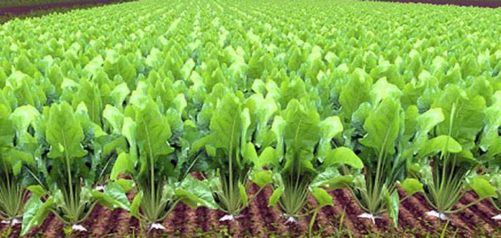 COAG pide que las obras en carreteras respeten los márgenes de cultivos ecológicos