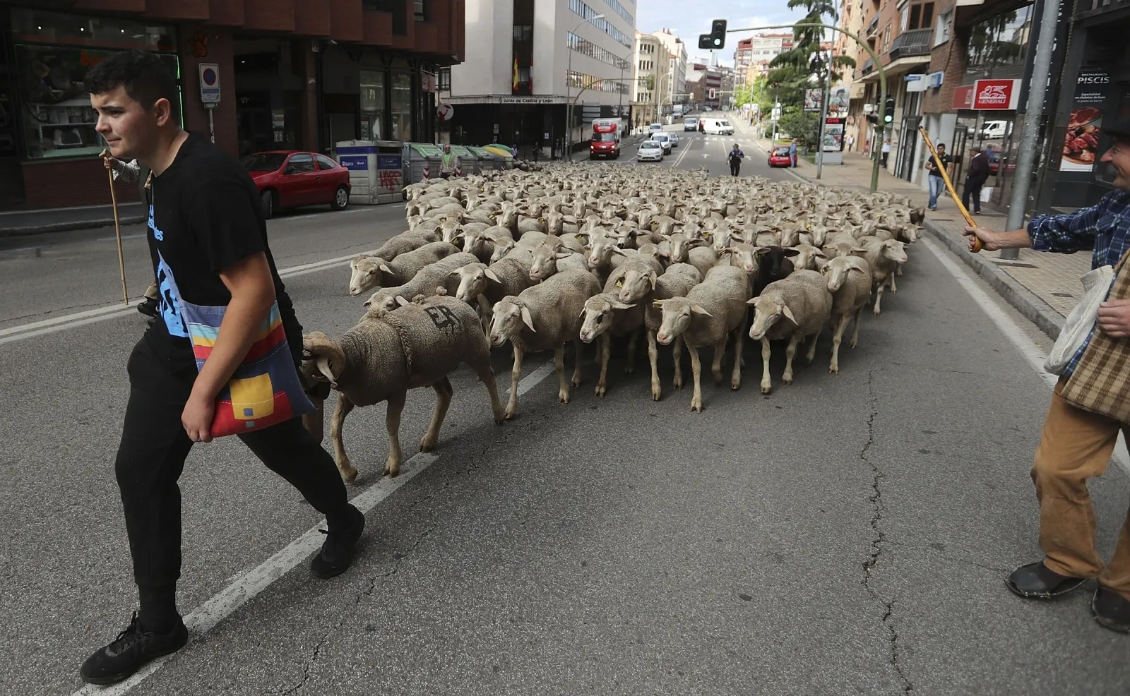 Foto 10 - Cencerros de la Trashumancia en la capital. Oveja que bala, bocado que pierde