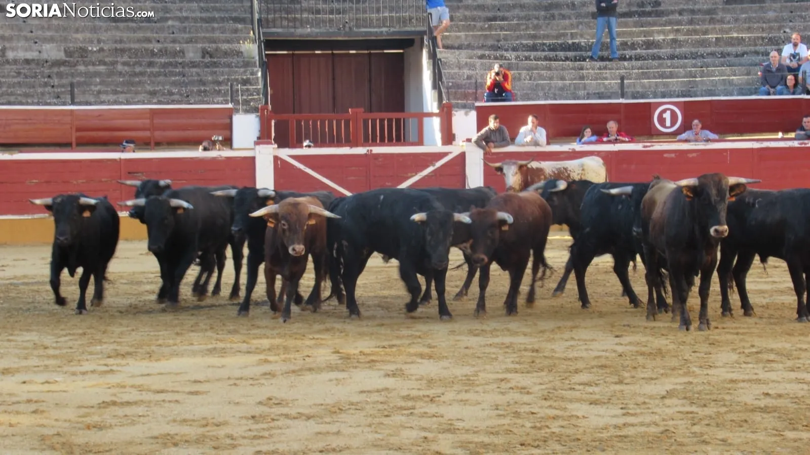 Desenjacojonamiento 2019 de los novillos de Hermanos Marcén. /SN