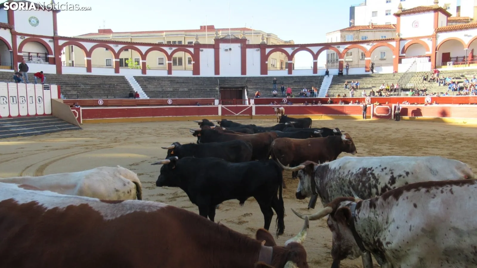 Desenjacojonamiento 2019 de los novillos de Hermanos Marcén. /SN