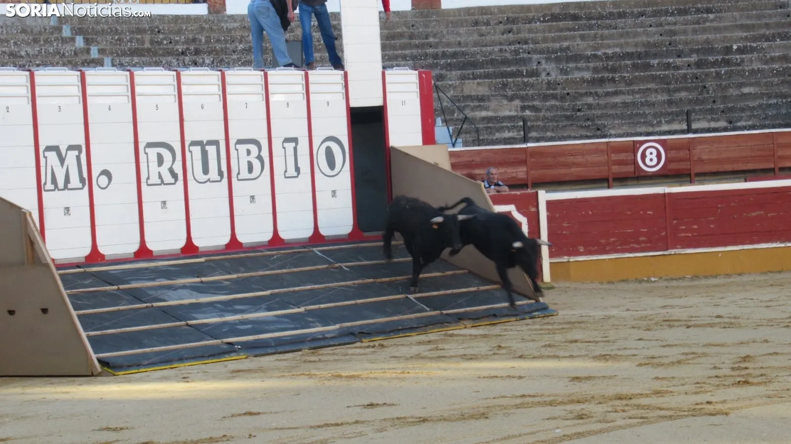 Desenjacojonamiento 2019 de los novillos de Hermanos Marcén. /SN
