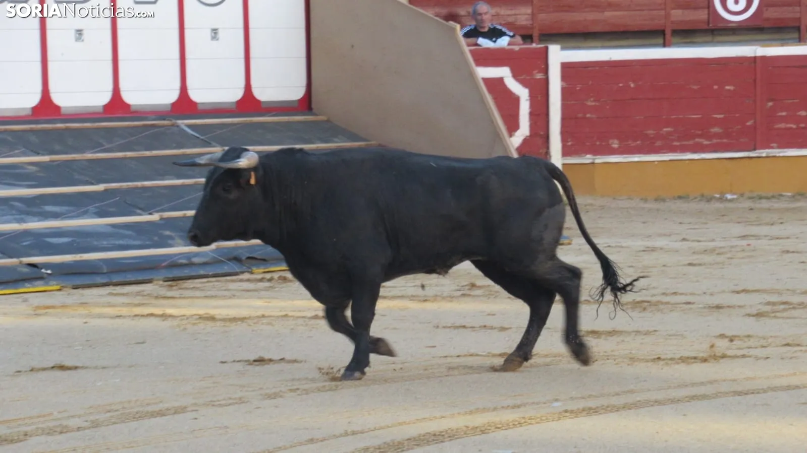 Desenjacojonamiento 2019 de los novillos de Hermanos Marcén. /SN
