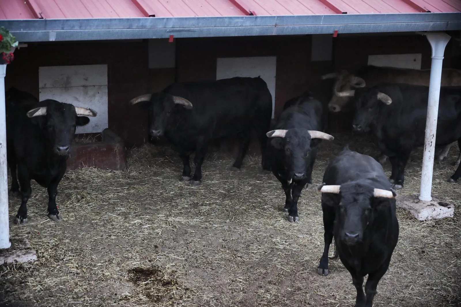 Foto 2 - Los toros de Salvador Domecq para el cartel estrella de la feria taurina de Soria ya est&aacute;n en la plaza de San Benito