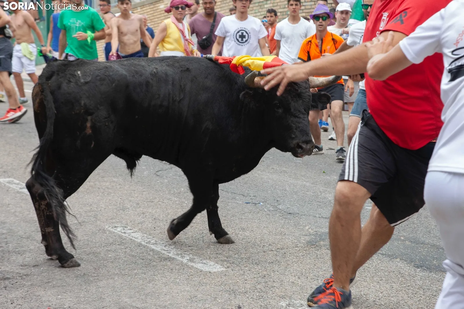 Foto 11 - Recordando San Juan: La Saca 2019, im&aacute;genes y cr&oacute;nica r&aacute;pida  