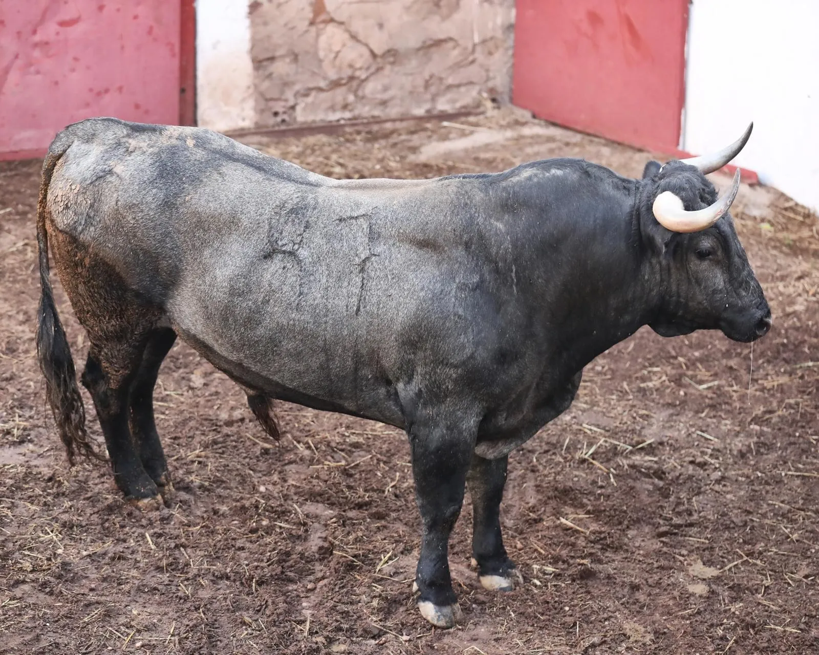 Novillos que se torearán el Sábado Agés. Tauroemoción 