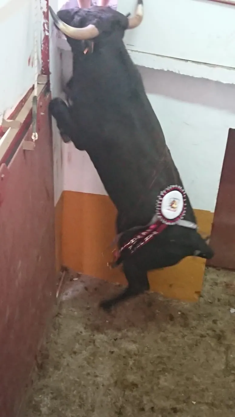 Foto 2 - Secuencia de im&aacute;genes: La Cuadrilla Santiago logra colocar su insignia sanjuanera en el lomo del morlaco 