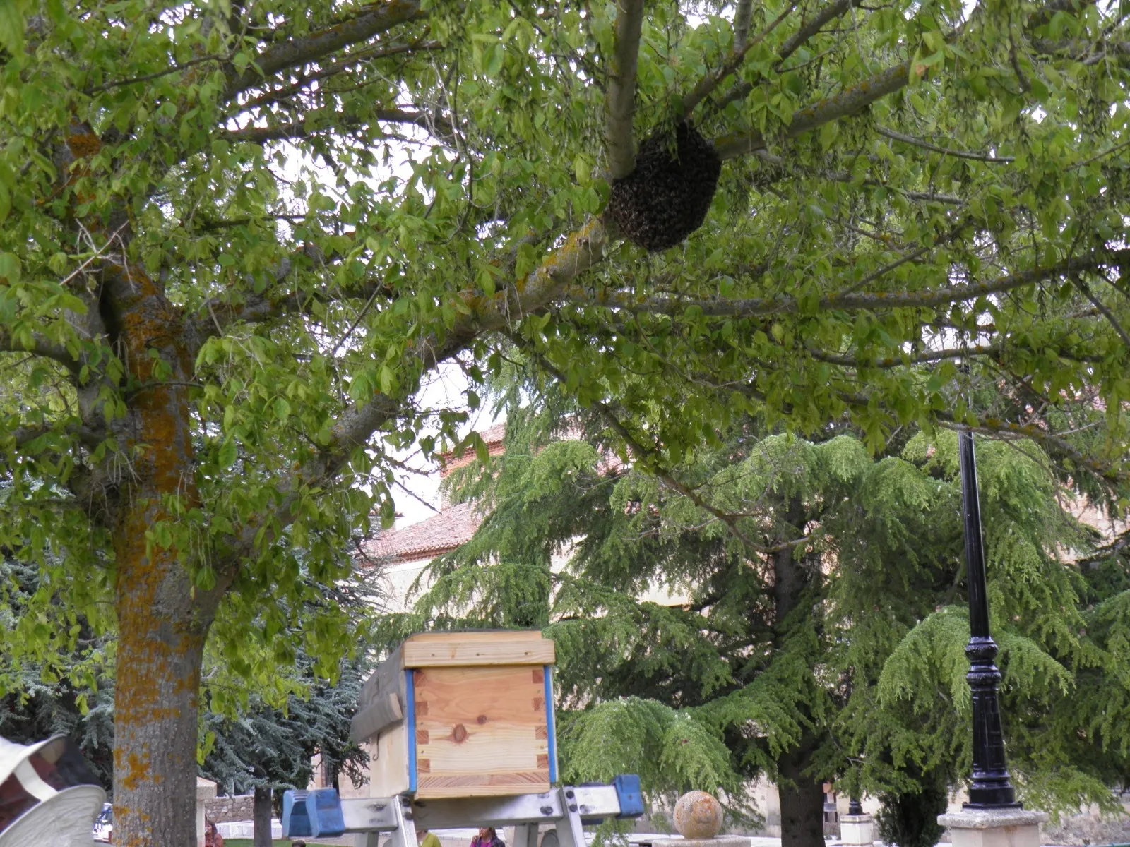 Intervención de los bomberos en el parque de Santa Clara.