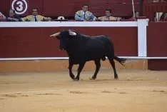 Primero de Castella. /SN