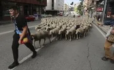 Foto 4 - Cencerros de la Trashumancia en la capital. Oveja que bala, bocado que pierde
