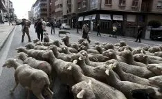 Foto 6 - Cencerros de la Trashumancia en la capital. Oveja que bala, bocado que pierde