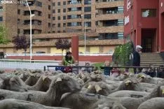 Foto 21 - Cencerros de la Trashumancia en la capital. Oveja que bala, bocado que pierde