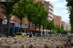 Foto 20 - Cencerros de la Trashumancia en la capital. Oveja que bala, bocado que pierde