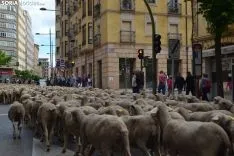 Foto 17 - Cencerros de la Trashumancia en la capital. Oveja que bala, bocado que pierde