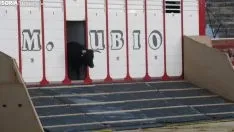 Desenjacojonamiento 2019 de los novillos de Hermanos Marcén. /SN
