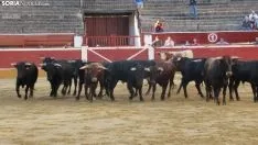 Desenjacojonamiento 2019 de los novillos de Hermanos Marcén. /SN